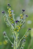 Cynoglossum officinale