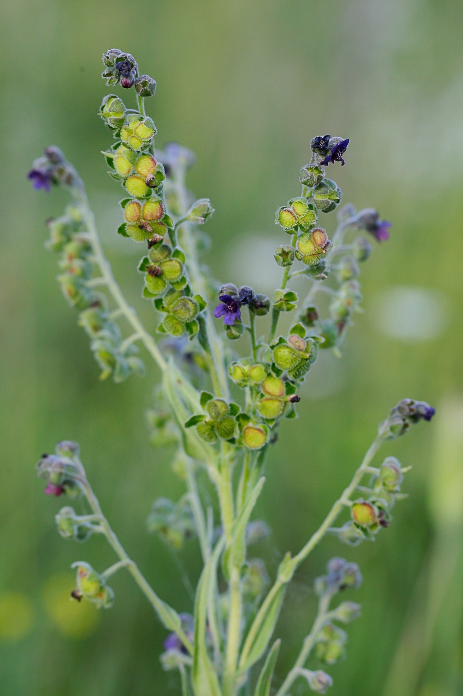 Image of Cynoglossum officinale specimen.