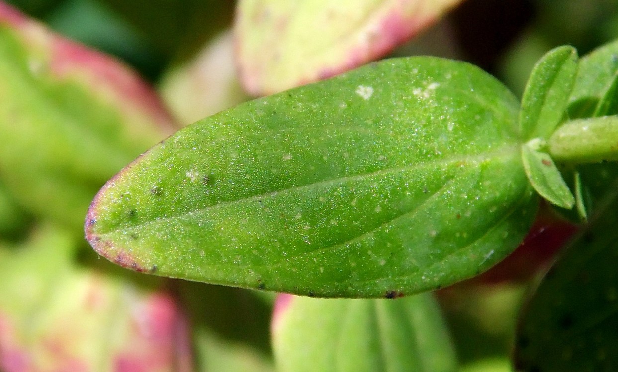 Image of Hypericum perforatum specimen.