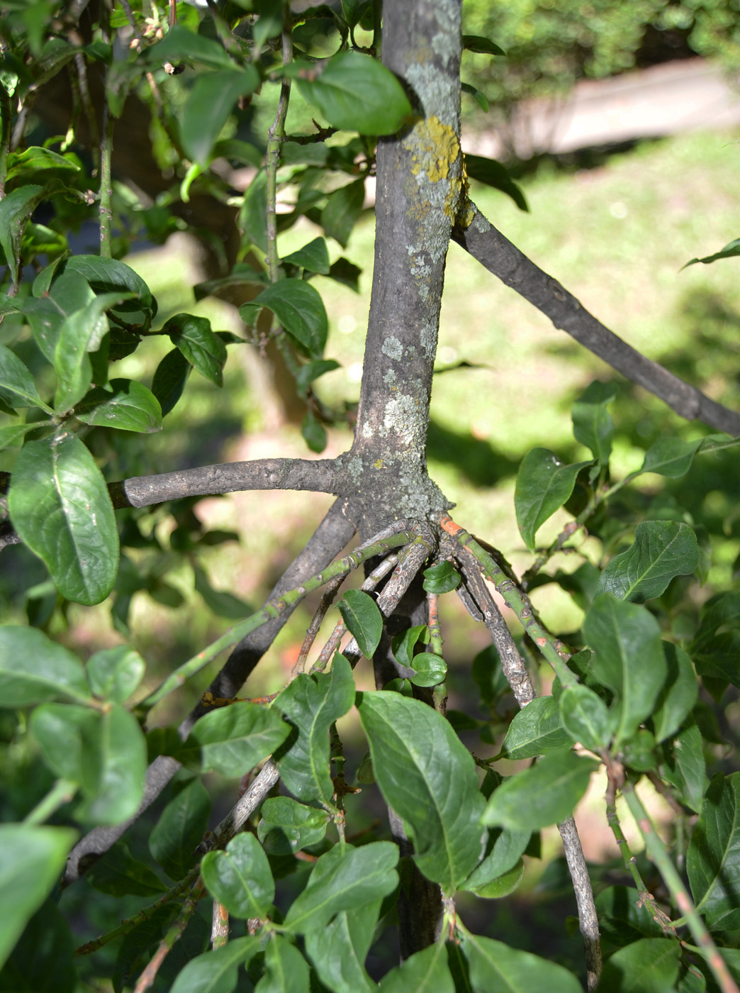 Изображение особи Euonymus europaeus.