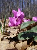 Cyclamen coum