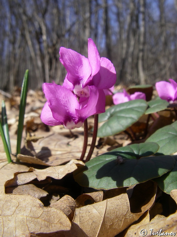 Изображение особи Cyclamen coum.