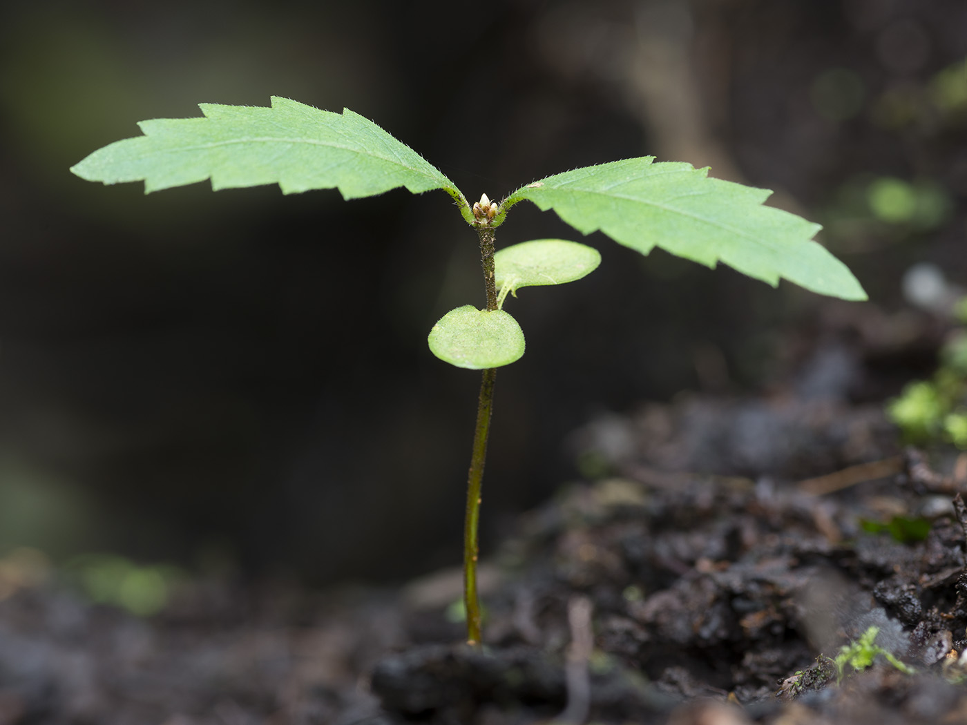 Изображение особи Ulmus laevis.