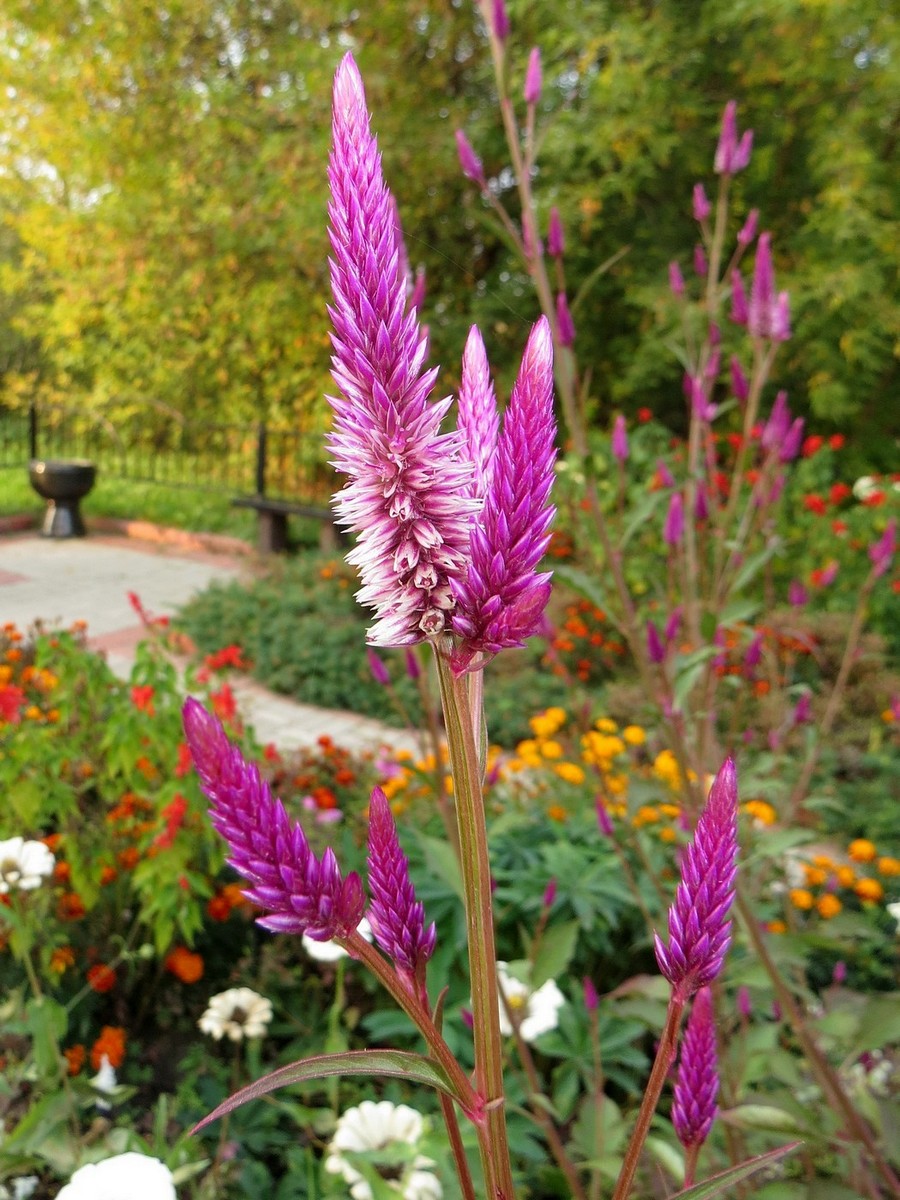 Image of Celosia spicata specimen.