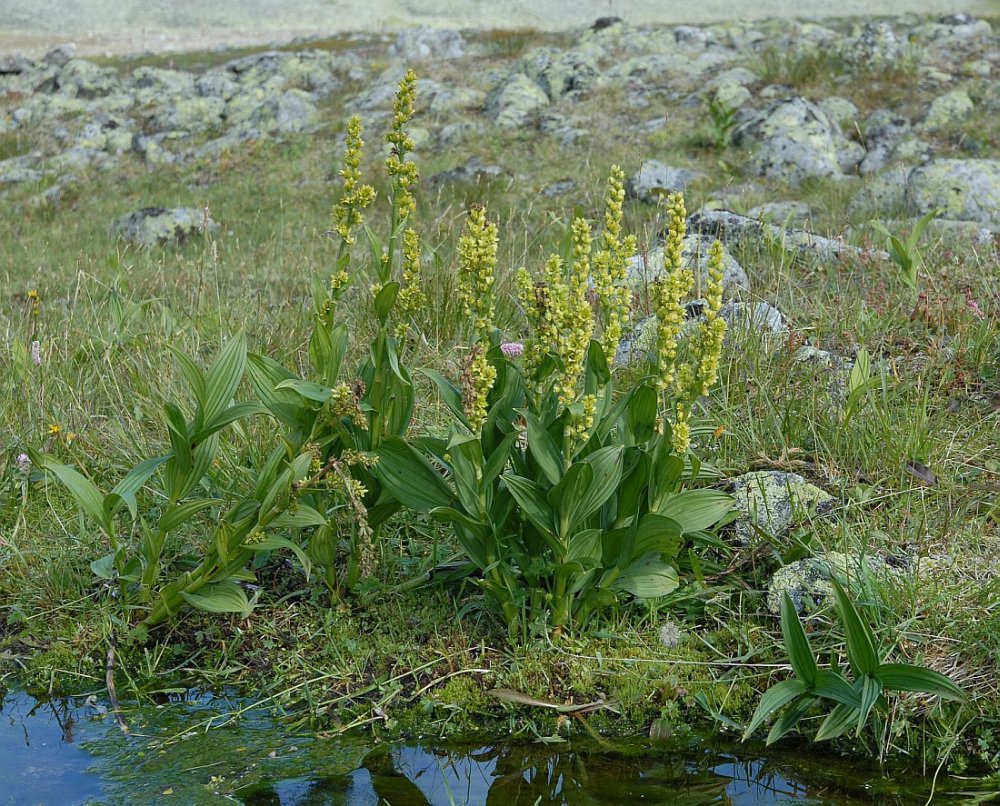 Image of Veratrum misae specimen.