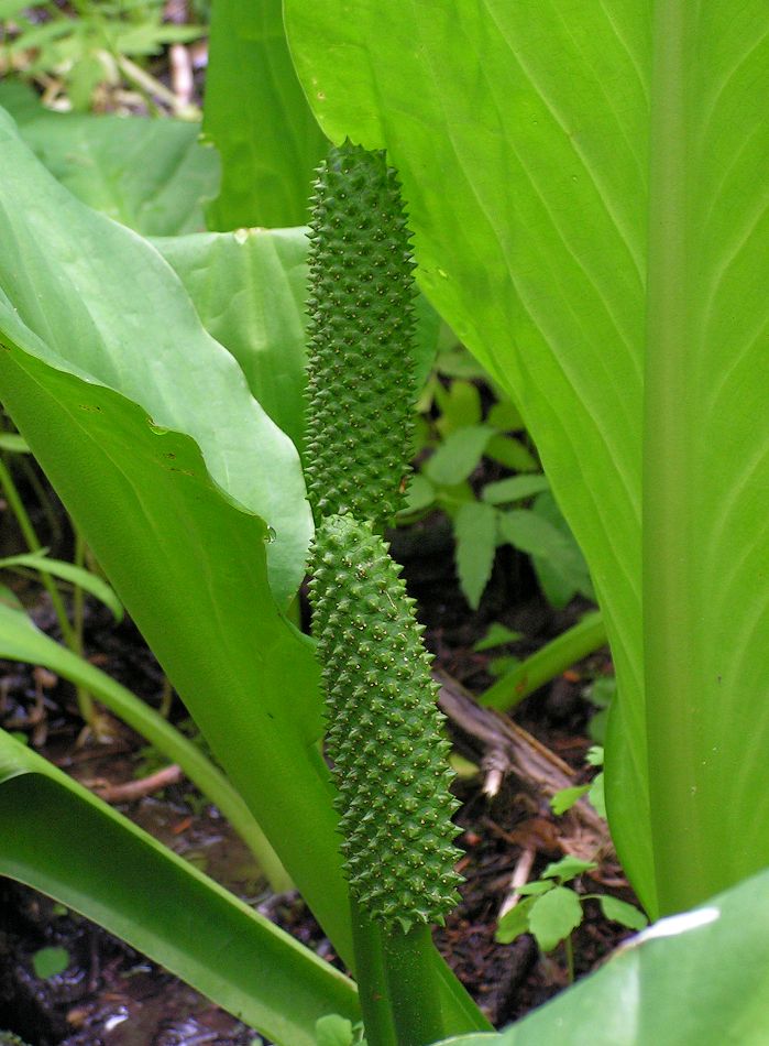 Изображение особи Lysichiton camtschatcensis.