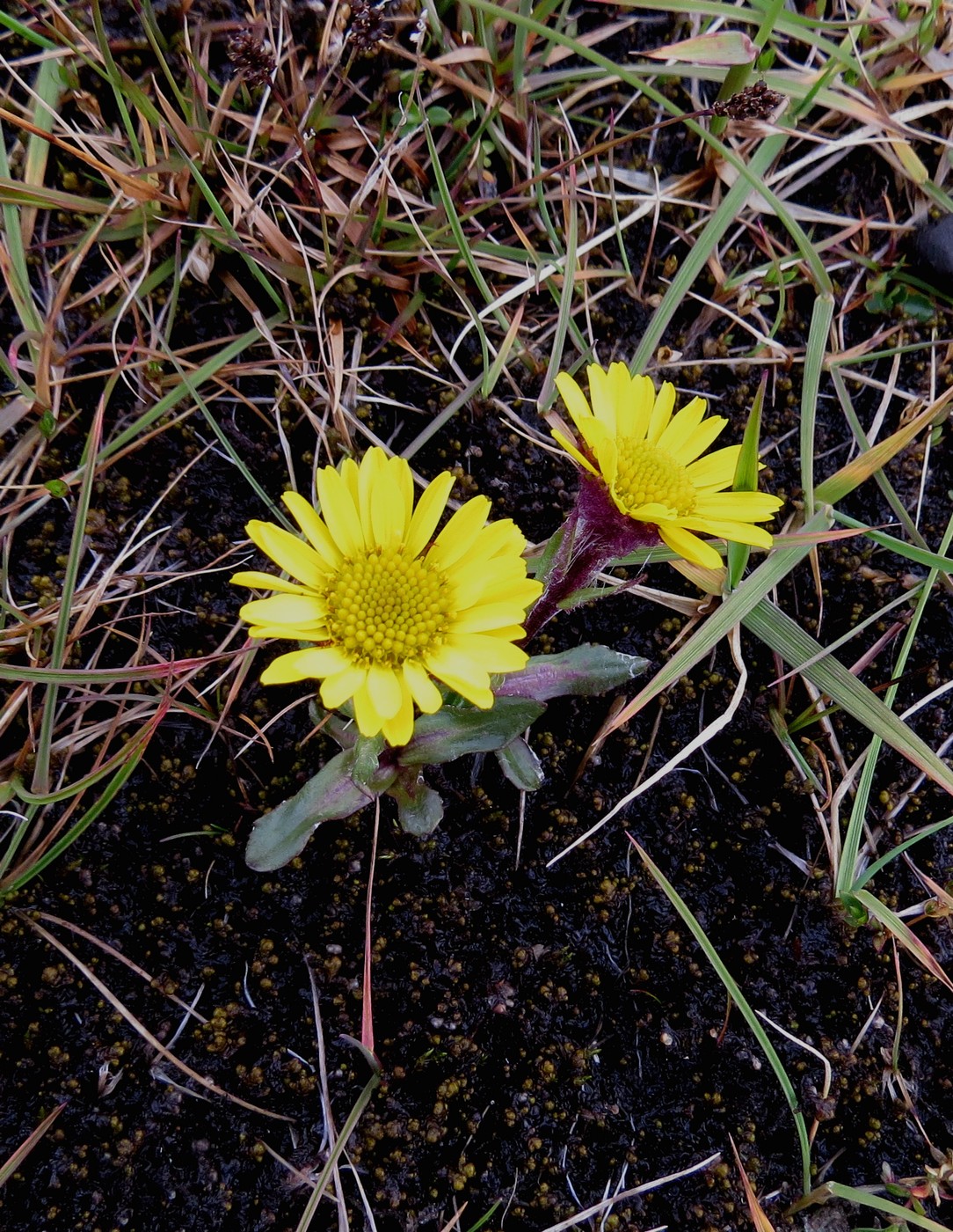 Image of Tephroseris atropurpurea specimen.