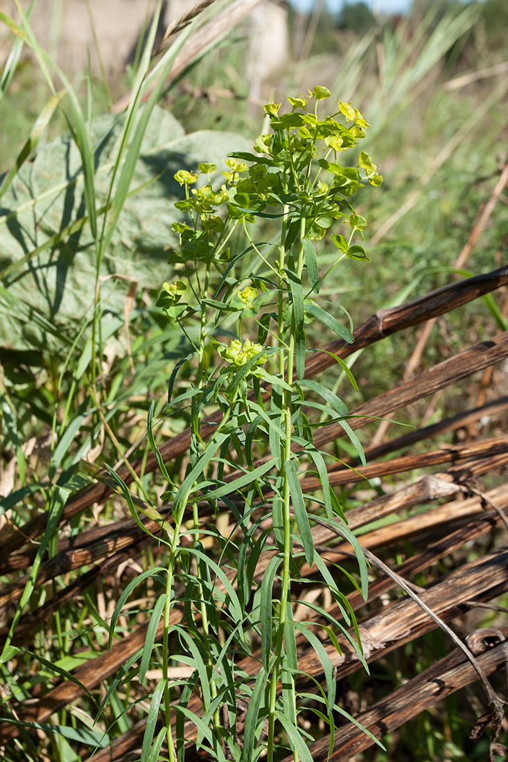 Изображение особи Euphorbia virgata.