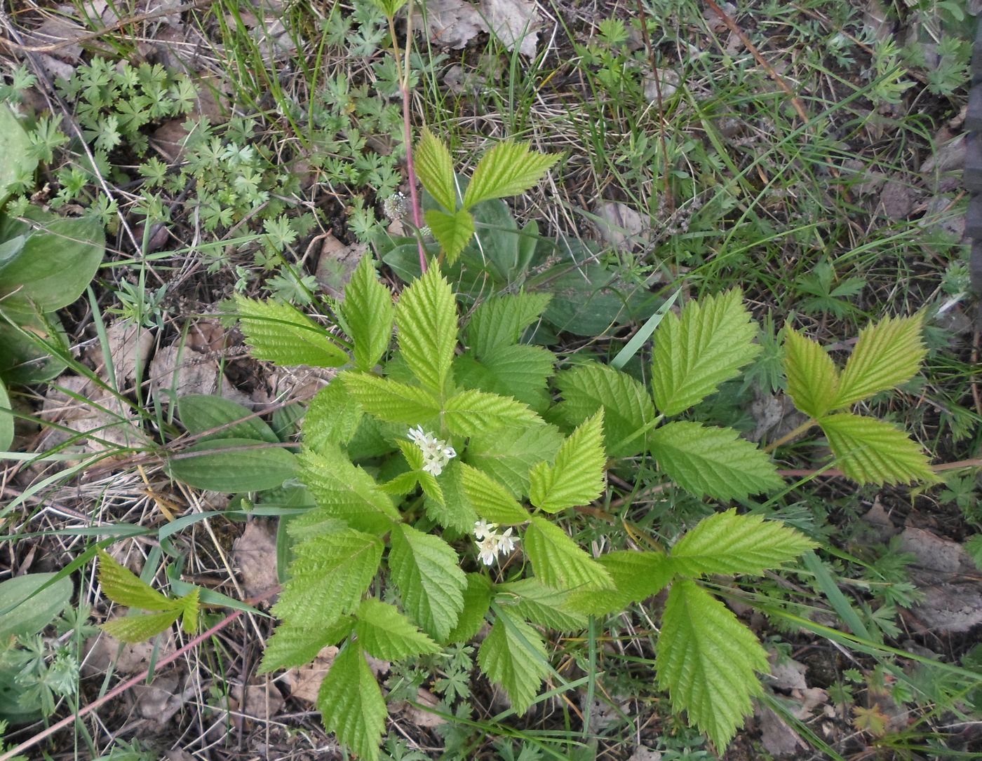 Image of Rubus saxatilis specimen.