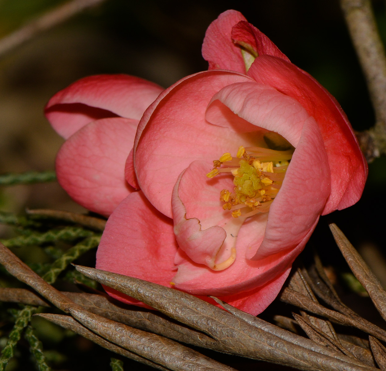 Image of genus Chaenomeles specimen.