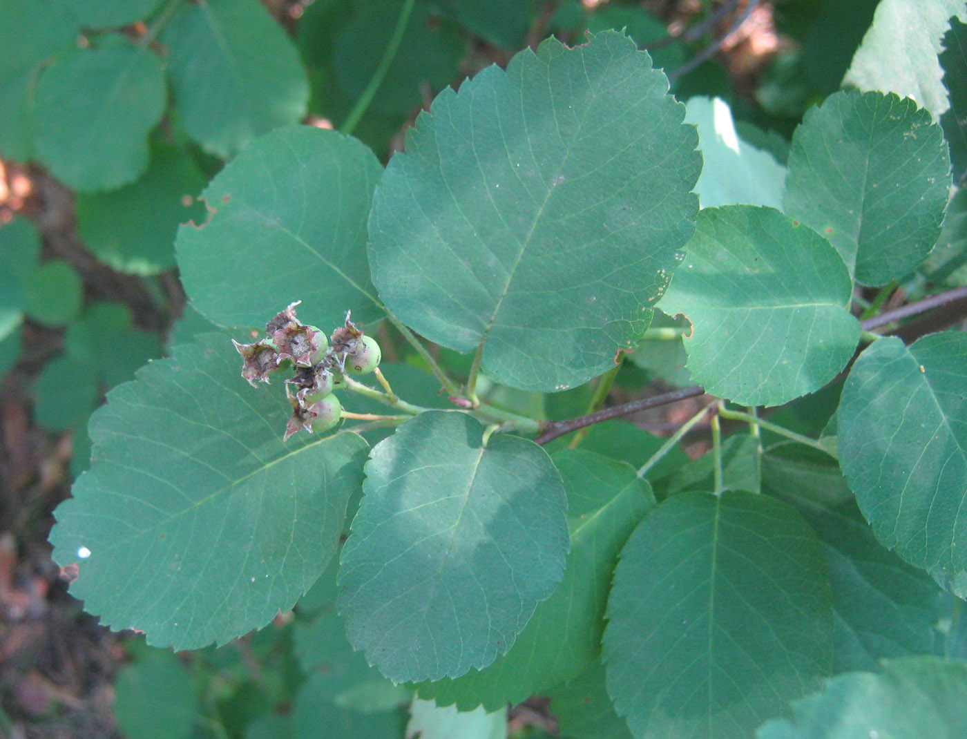 Image of Amelanchier alnifolia specimen.