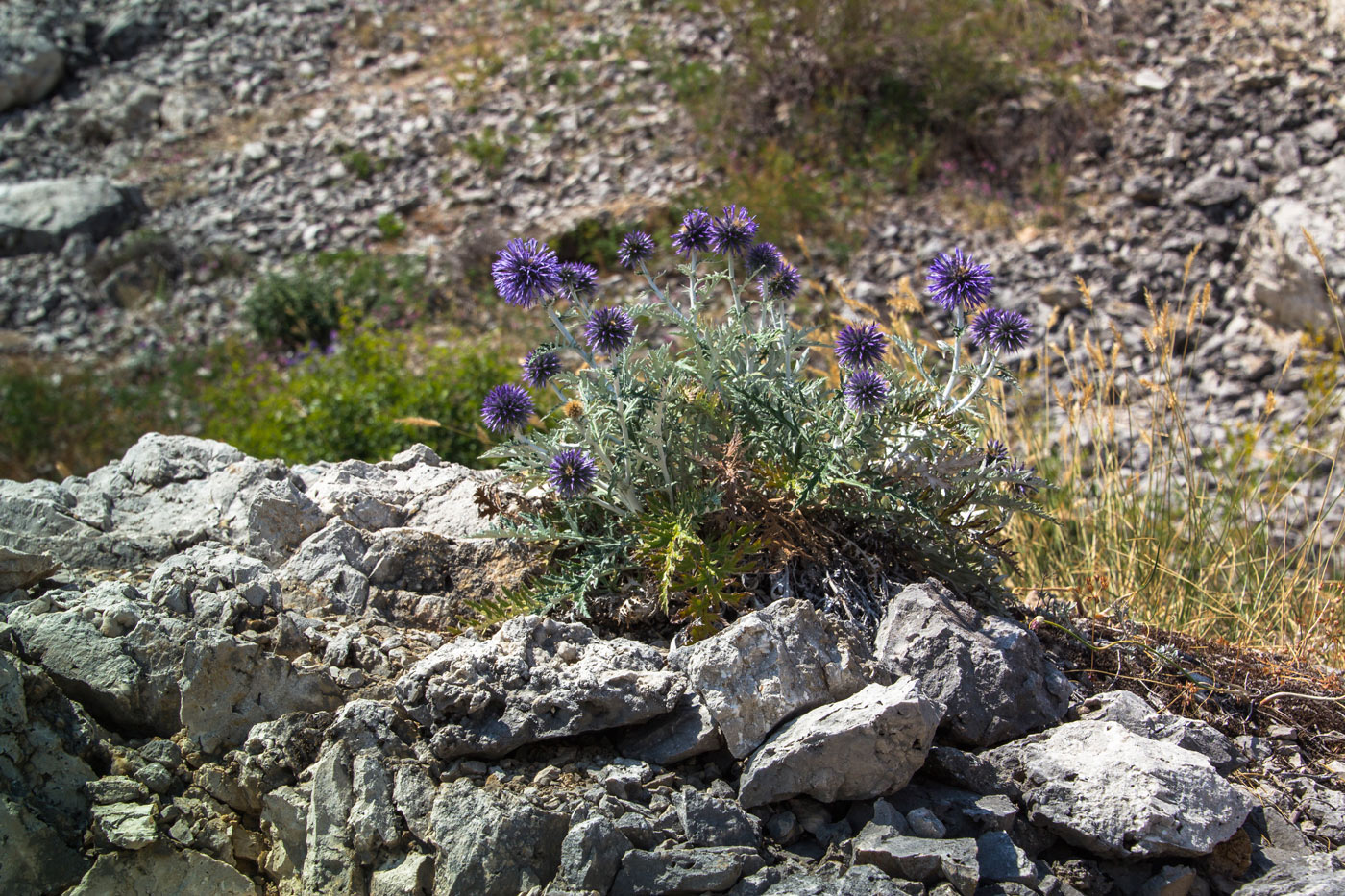 Изображение особи Echinops ruthenicus.