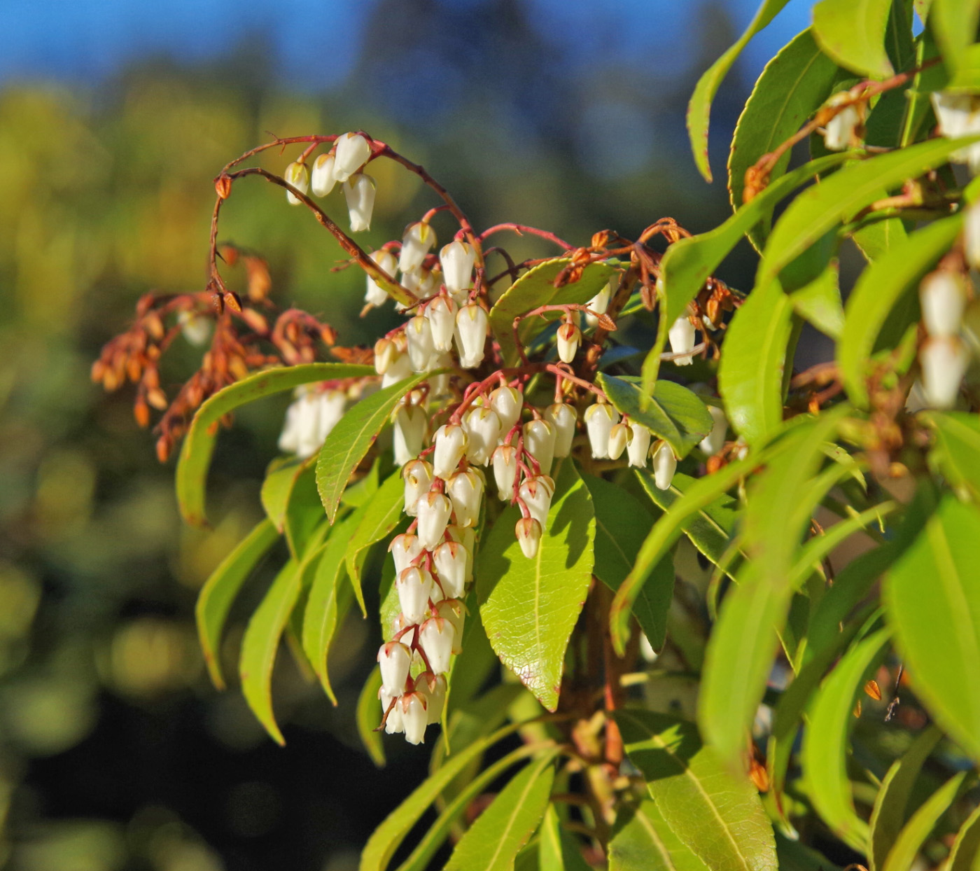 Image of Pieris japonica specimen.