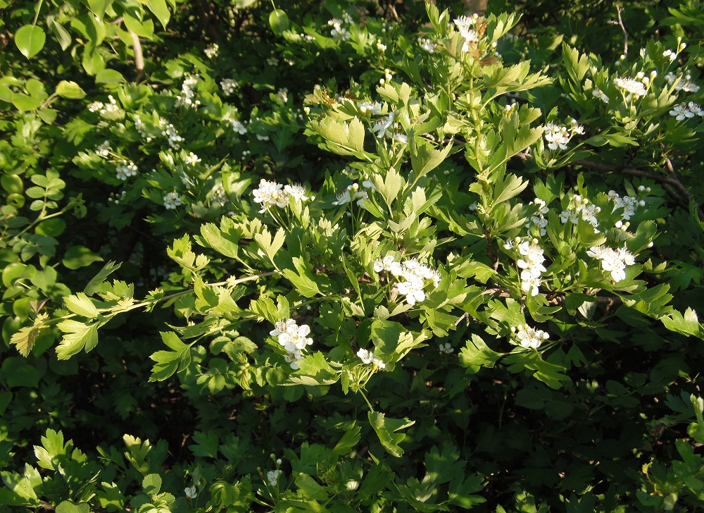 Image of genus Crataegus specimen.