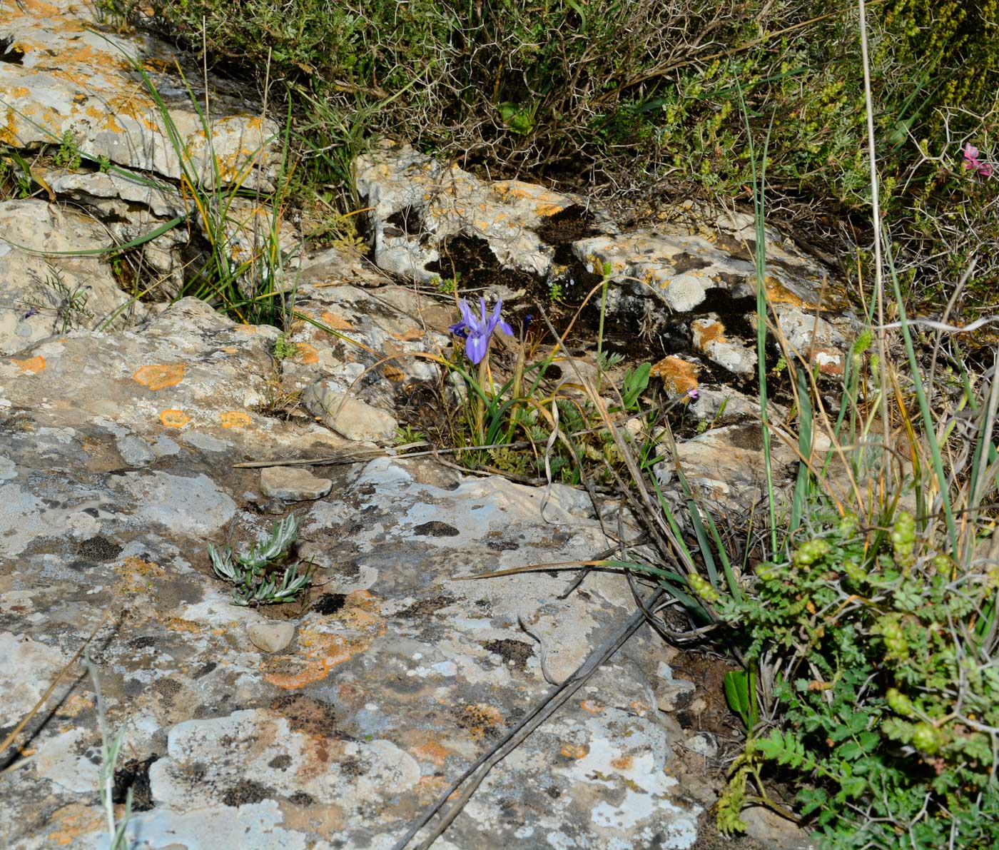 Изображение особи Moraea sisyrinchium.