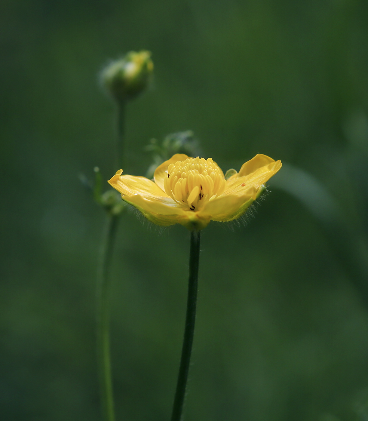 Image of Ranunculus polyanthemos specimen.