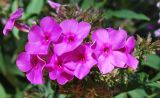 Phlox paniculata