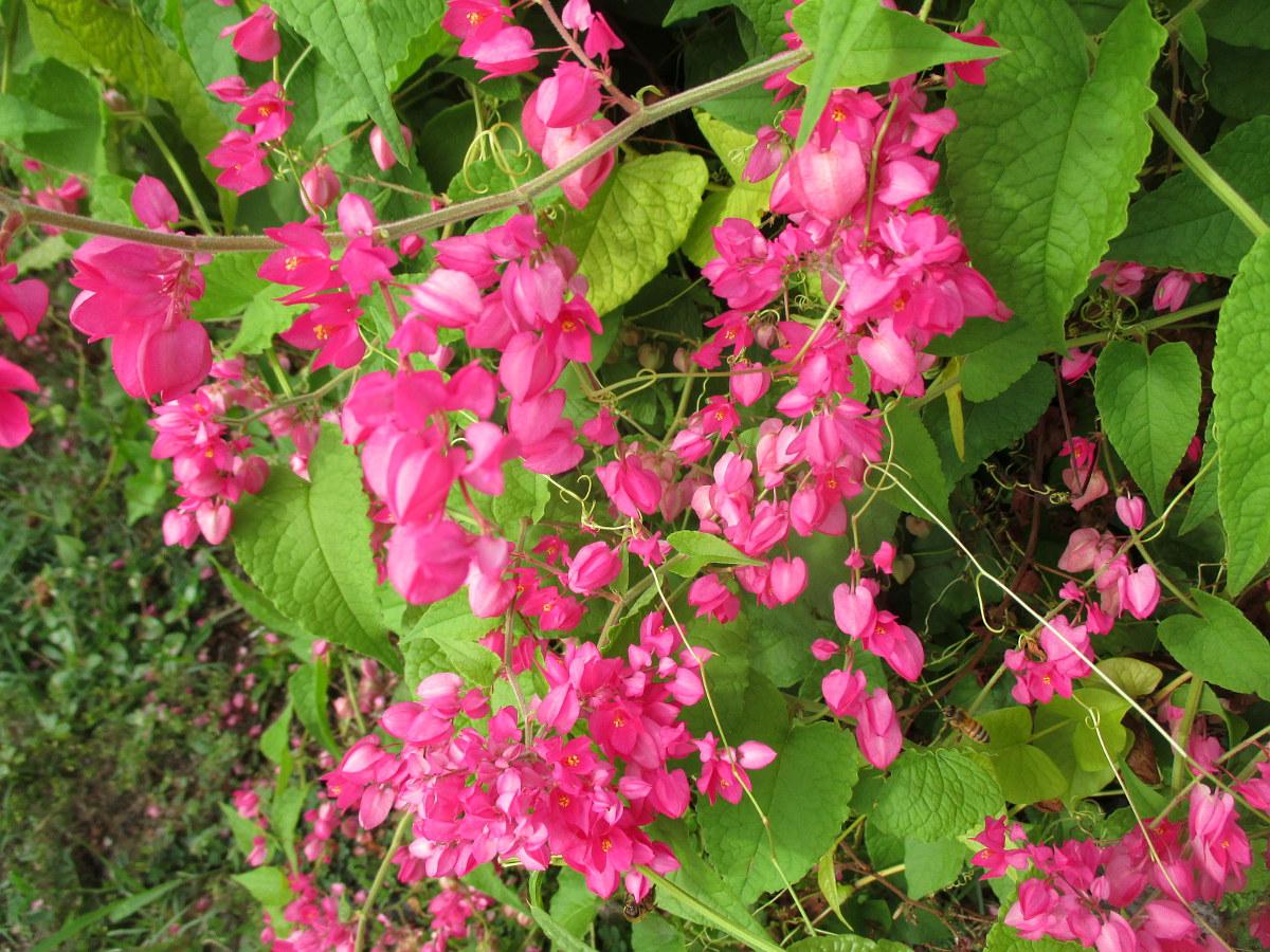 Изображение особи Antigonon leptopus.