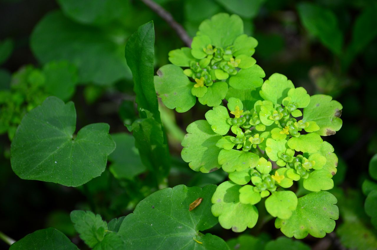 Image of Chrysosplenium alternifolium specimen.