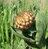 Stemmacantha serratuloides. Верхушка побега с бутоном соцветия. Краснодарский край, пойма р. Ея между станицами Шкуринская и Канеловская. 05.05.2010.