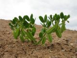 Zygophyllum lehmannianum