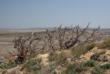 Haloxylon aphyllum. Мёртвые(?) растения с обломанными (на топливо?) ветвями. Казахстан, Приаралье, метеоритный кратер Жаманшин. Первая половина мая 2017 г.