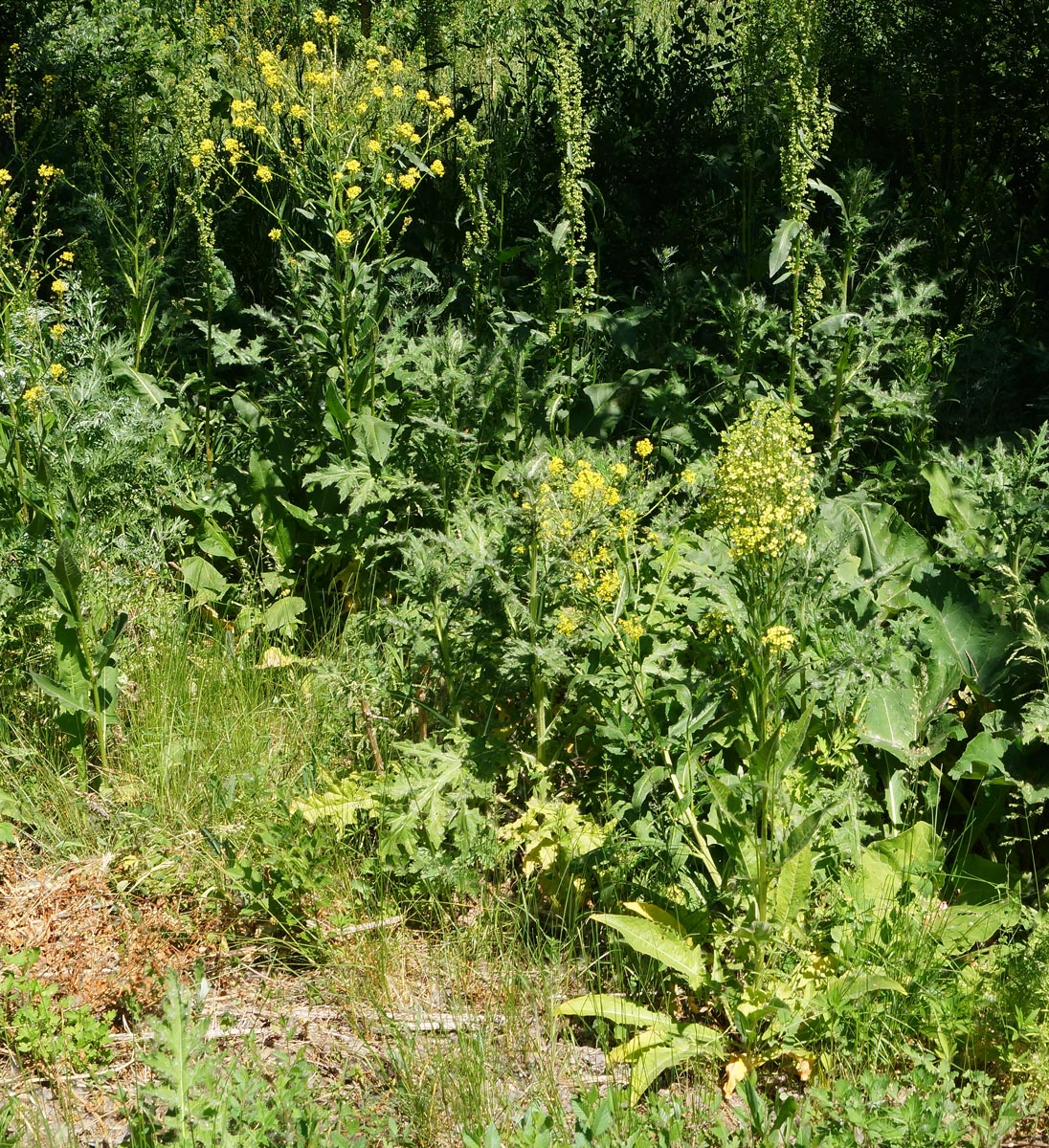 Image of Bunias orientalis specimen.