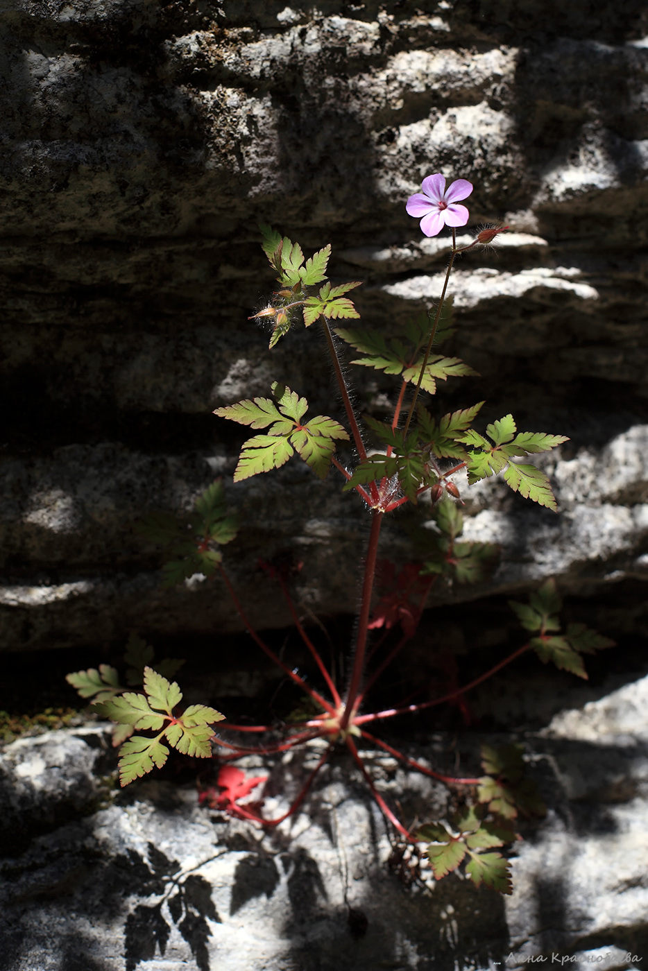 Image of Geranium robertianum specimen.