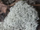 Cladonia stellaris