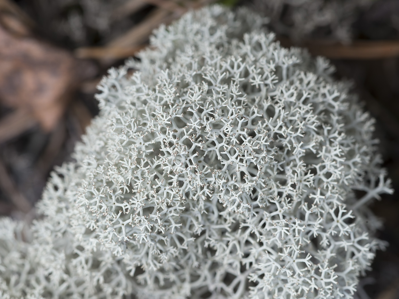 Изображение особи Cladonia stellaris.