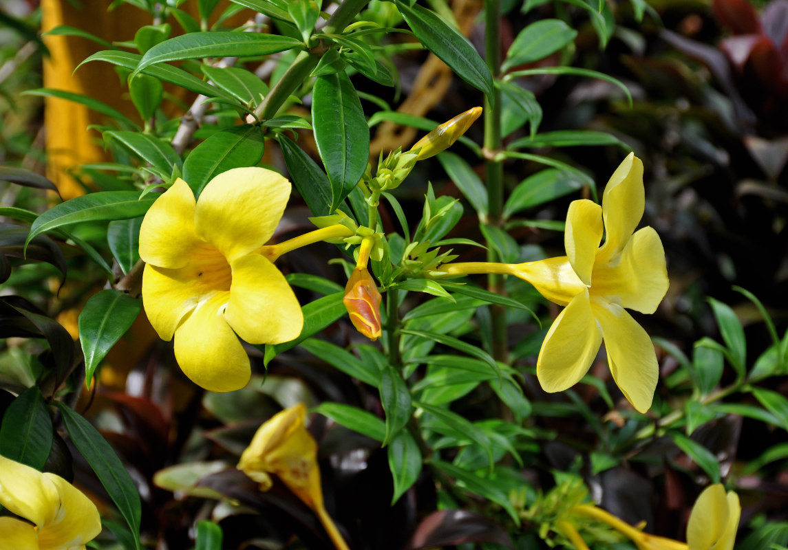 Image of Allamanda cathartica specimen.