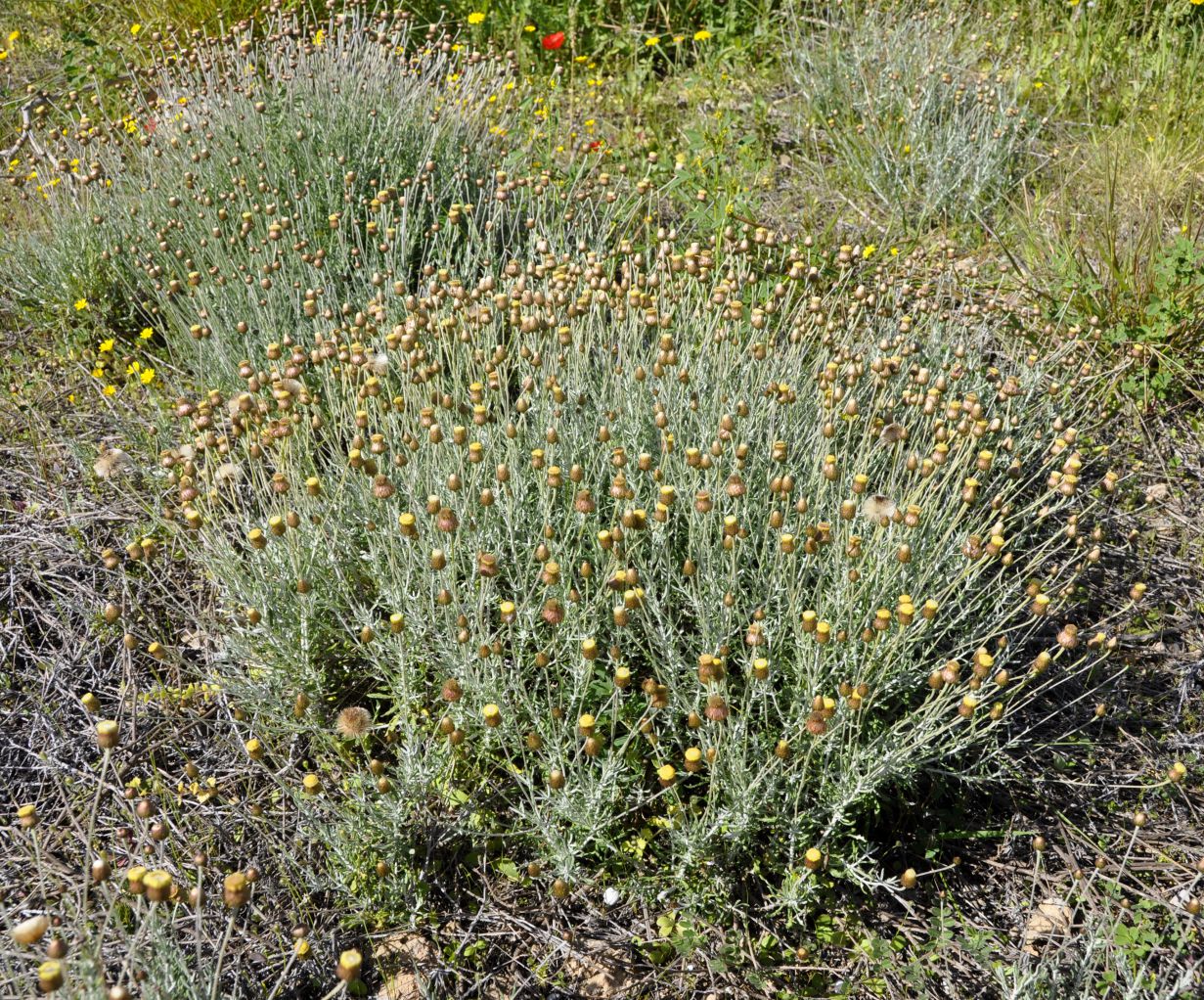 Image of Phagnalon rupestre specimen.