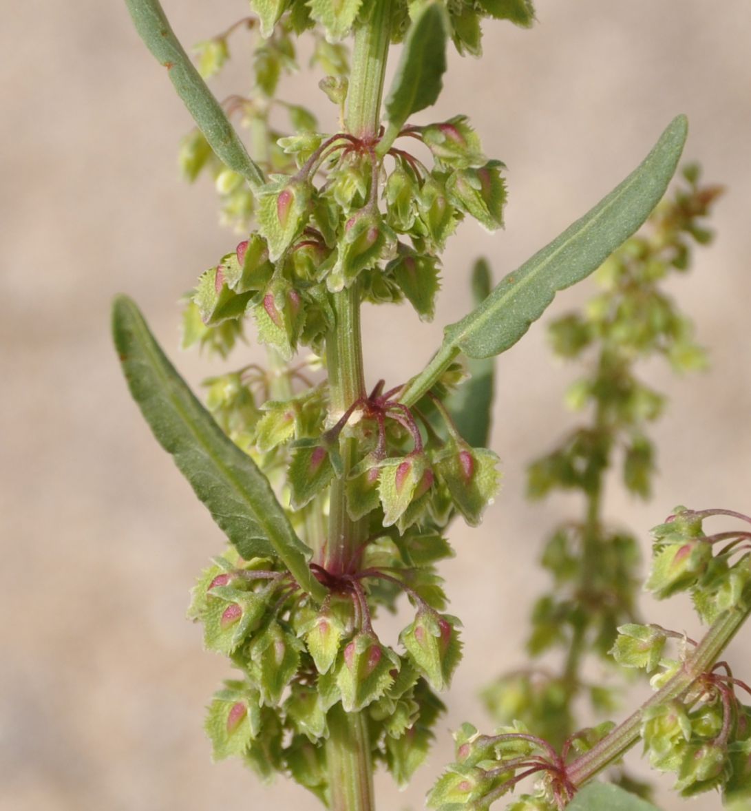 Image of genus Rumex specimen.