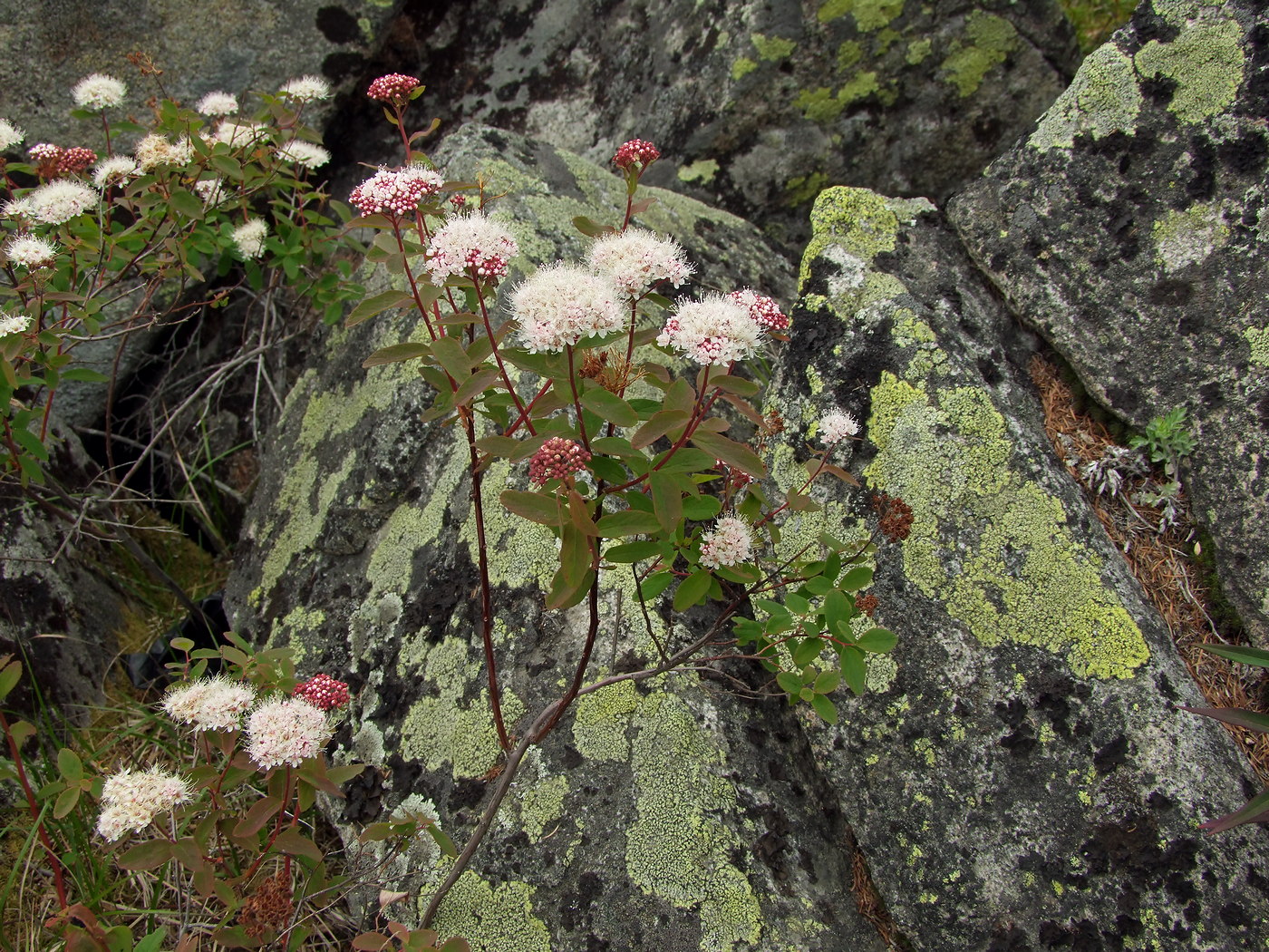 Image of Spiraea beauverdiana specimen.