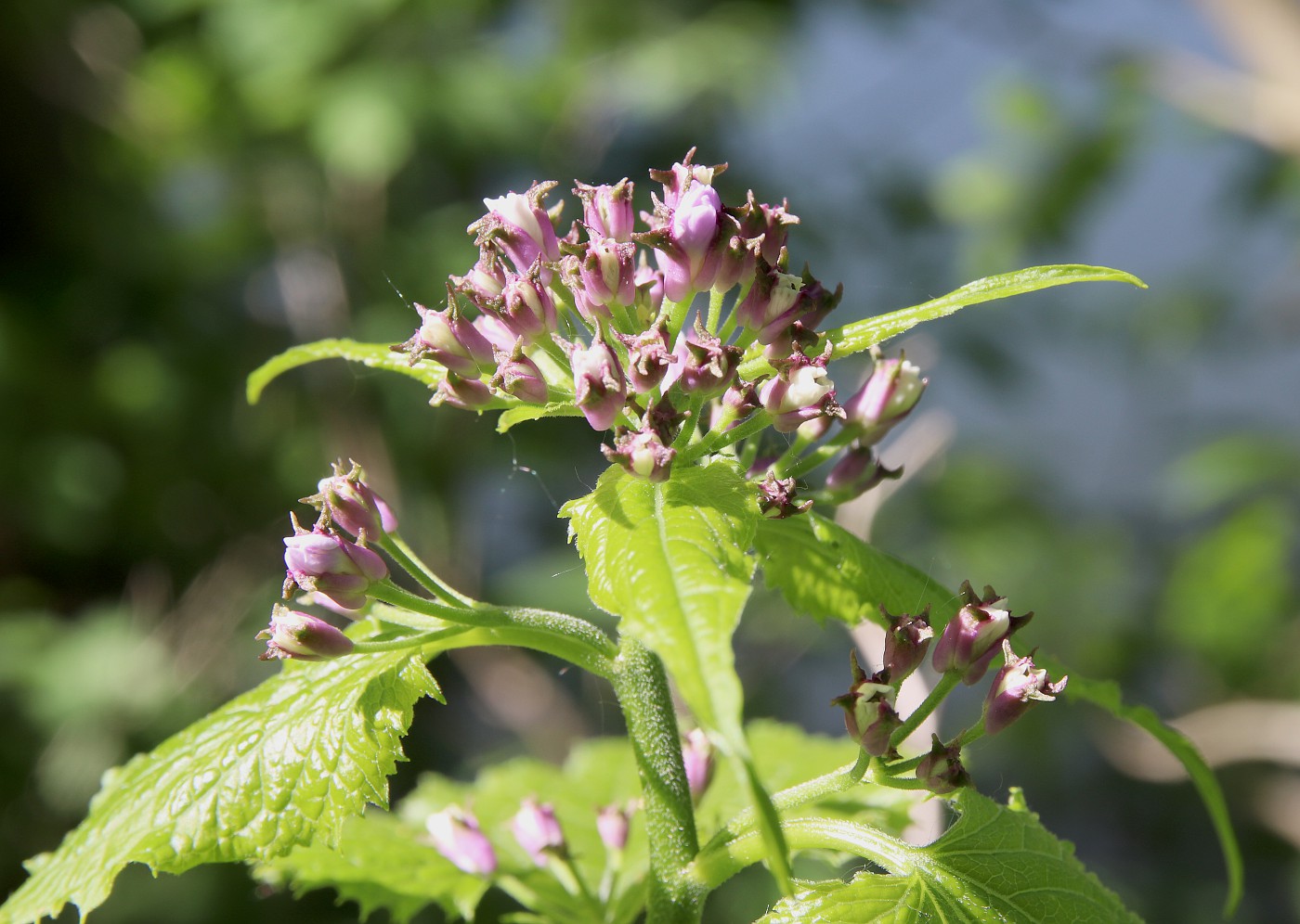 Изображение особи Lunaria rediviva.