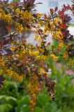 Berberis форма atropurpurea