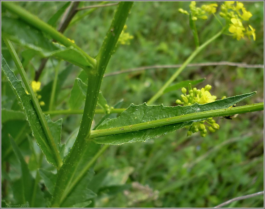 Image of Bunias orientalis specimen.