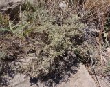 genus Artemisia. Вегетирующее растение. Южный берег Крыма, возле пос. Новый Свет, склон горы Орёл (Коба-Кая), возле грота Шаляпина. 12.08.2018.