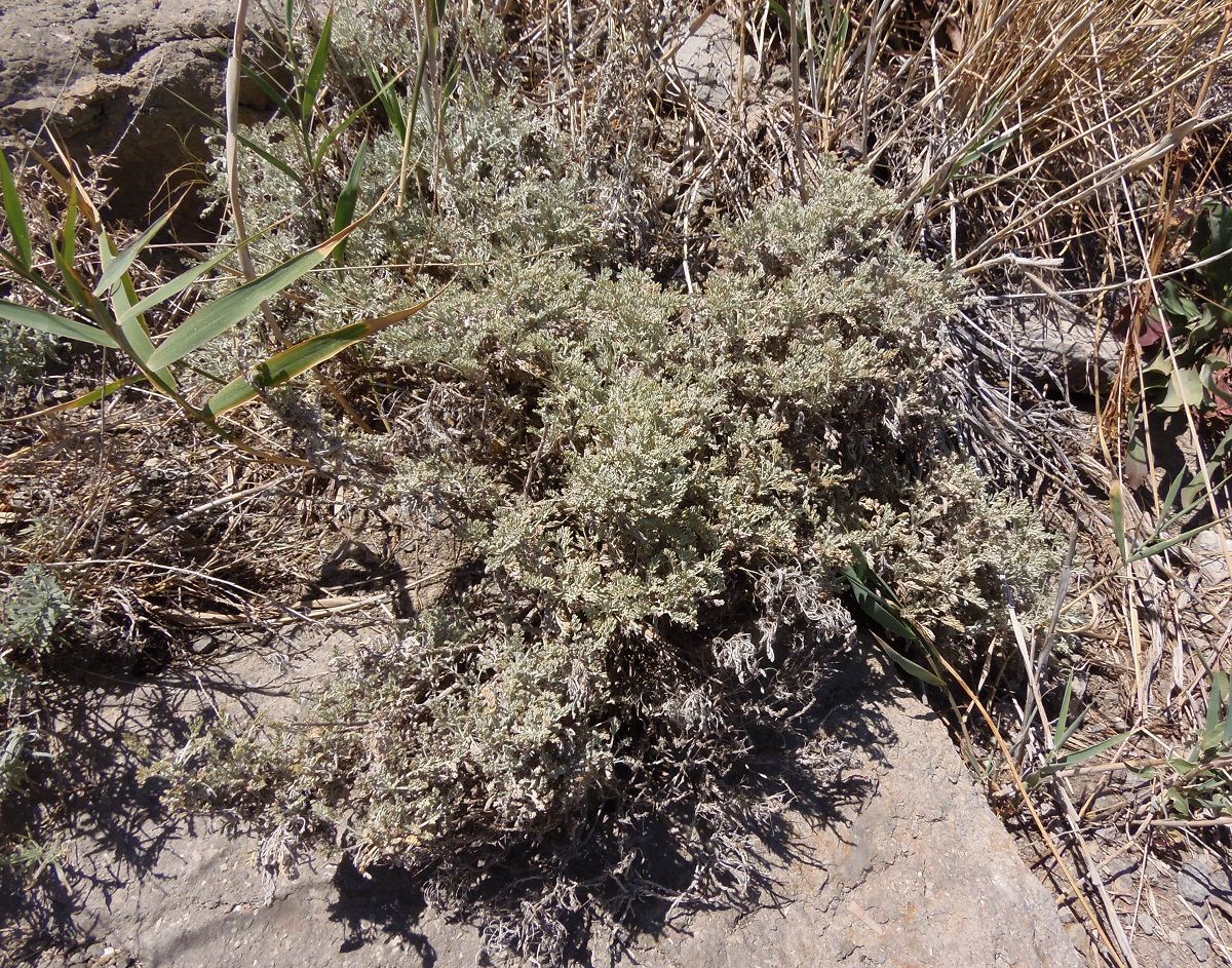 Image of genus Artemisia specimen.