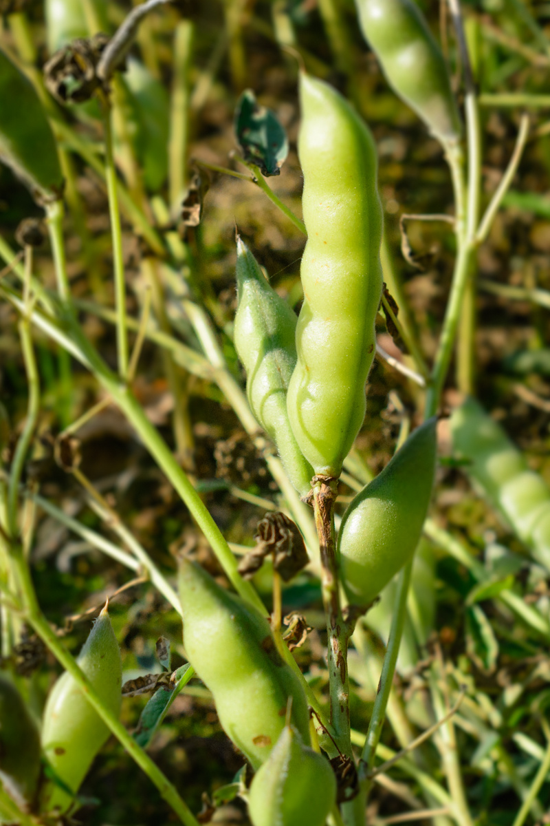 Изображение особи Lupinus albus.