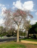 Ceiba speciosa. Цветущее дерево. Израиль, г. Бат-Ям, в культуре. 22.10.2018.