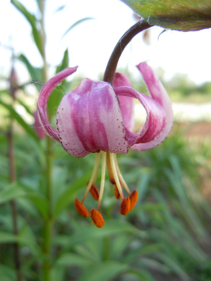 Image of Lilium pilosiusculum specimen.