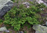 Juniperus sibirica. Вегетирующее растение. Красноярский край, Ермаковский р-н, природный парк \"Ергаки\", берег оз. Мраморное, ≈ 1600 м н.у.м., каменистый склон. 16.07.2018.