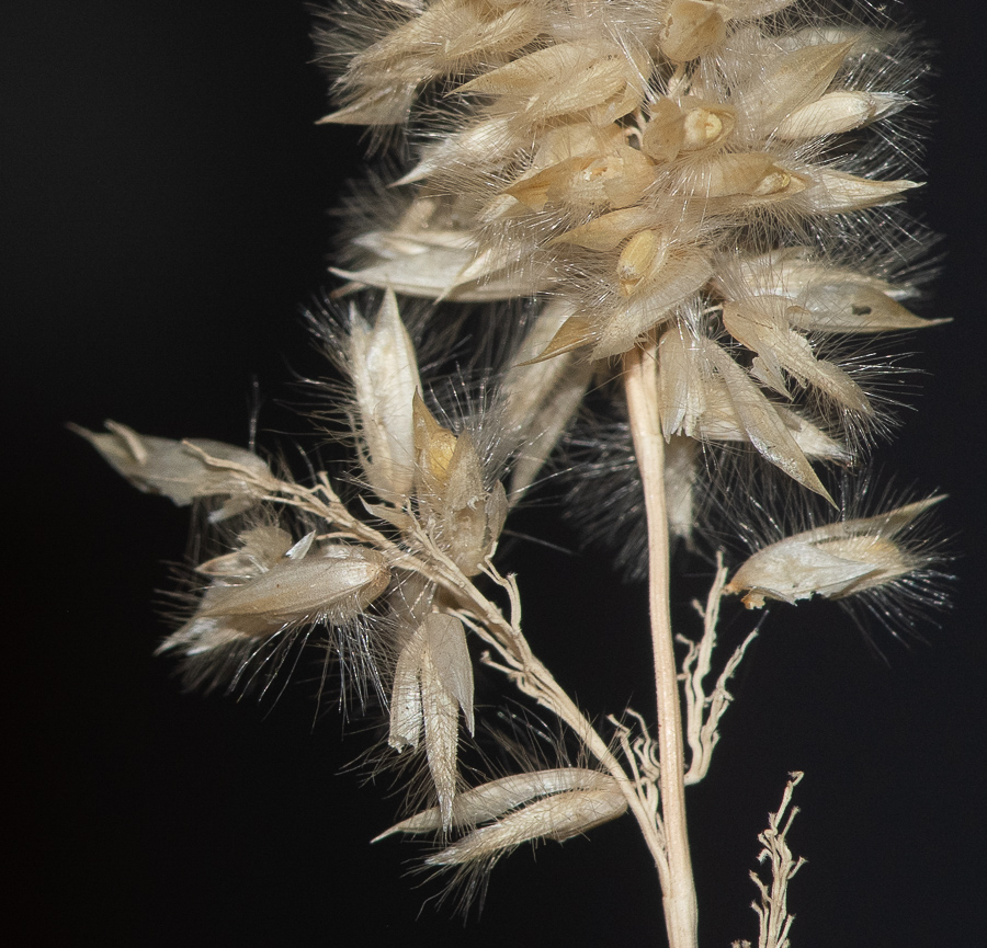 Image of Melica ciliata specimen.