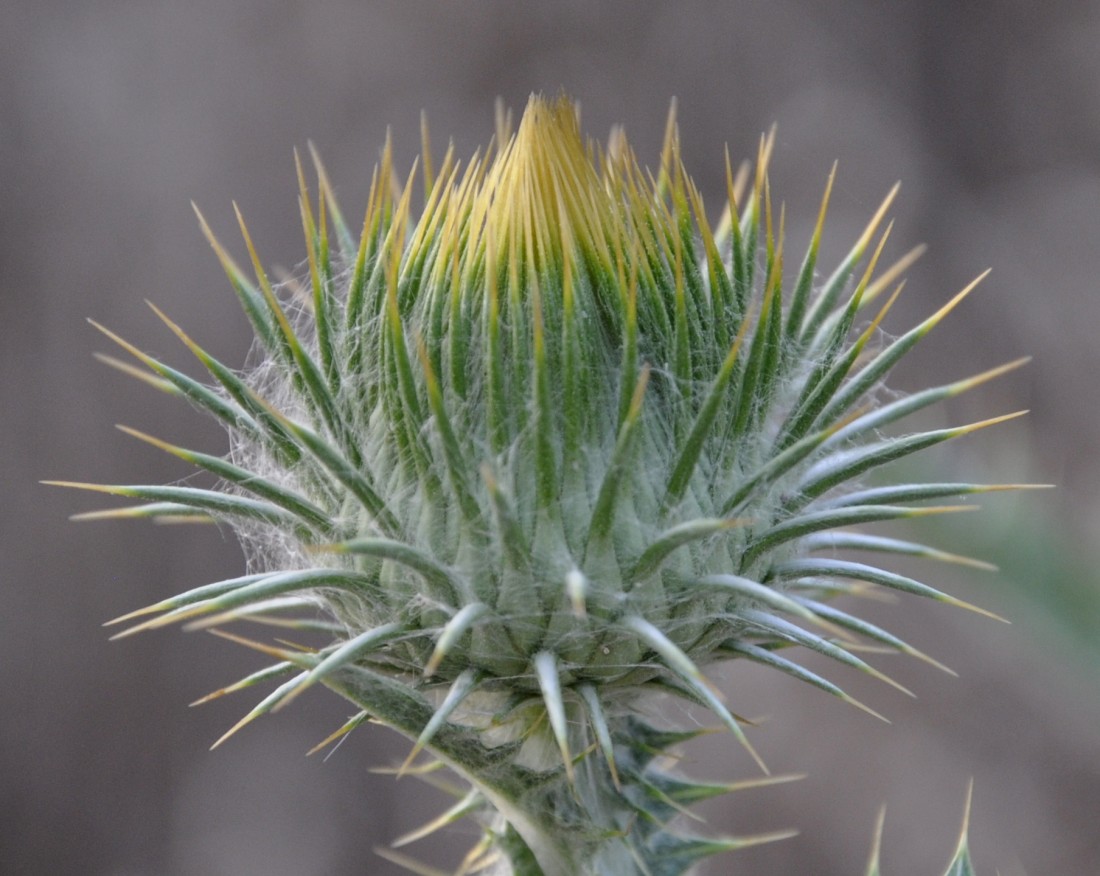 Image of Onopordum acanthium specimen.