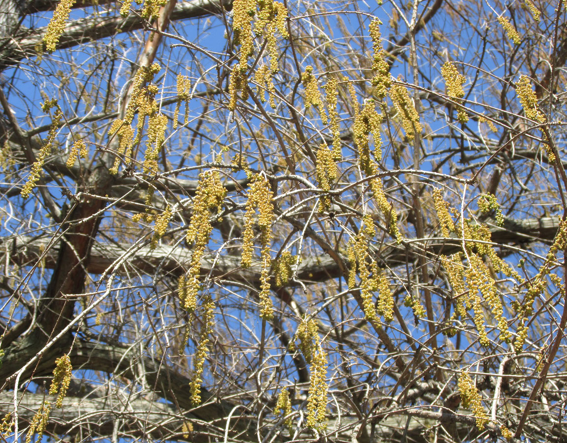 Изображение особи Taxodium distichum.