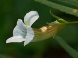 Gratiola officinalis. Цветок (длина венчика примерно 15 мм). Киев, заболоченный луг возле Святошинского озера. 2 июля 2010 г.