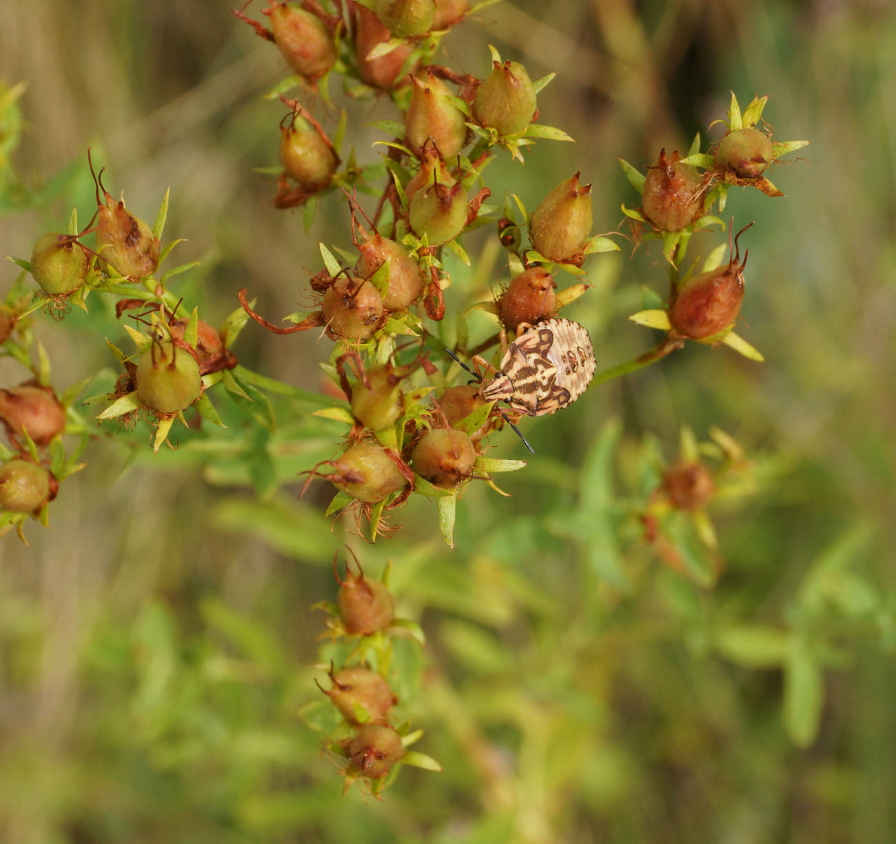 Изображение особи Hypericum perforatum.