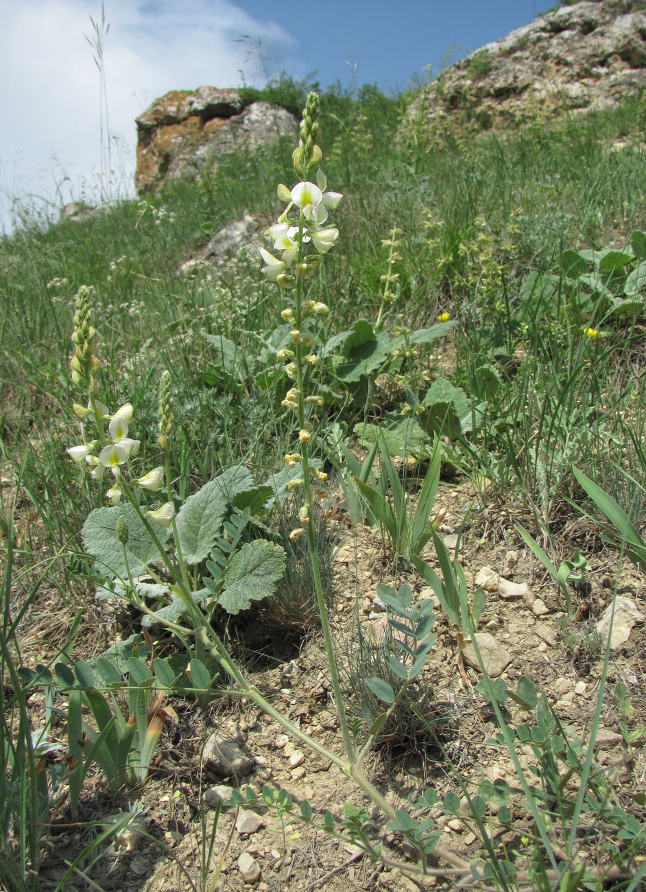 Изображение особи Onobrychis bobrovii.