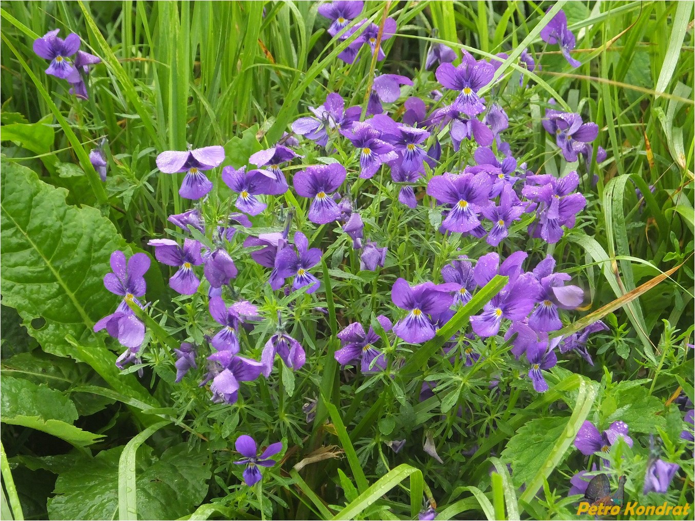 Изображение особи Viola declinata.